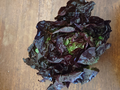 A red-leaf lettuce on a wooden table, seen from above.