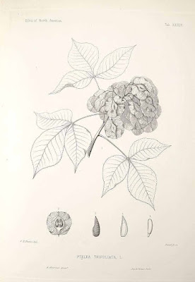 Птелея трёхлистная (Ptelea trifoliata)