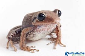 Ternyata Ada Katak Yang Bisa Bernyanyi - Kujelajahi.com