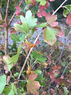 Ribes aureum