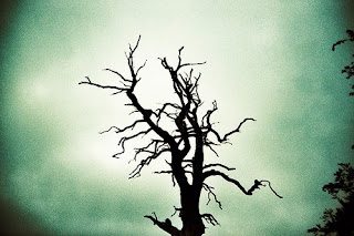 spooky tree