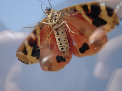 papillon