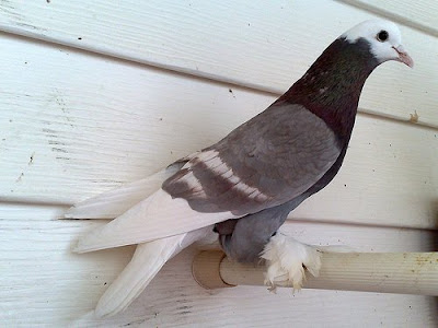 Saxon Monk Pigeon