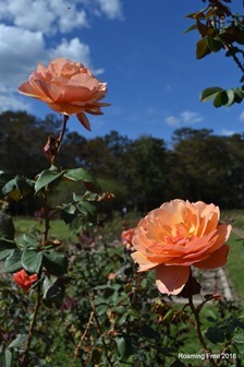 A beautiful day in the Rose Garden