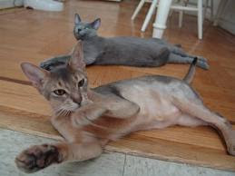 Blue Abyssinian Cat for sale