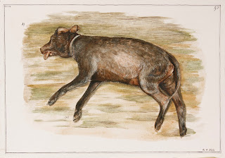 Egg tempera, road kill, illustration, painting