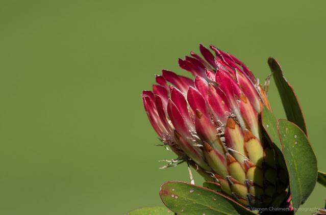 Protea Flower Kirstenbosch National Botanical Garden Cape Town Vernon Chalmers Photography