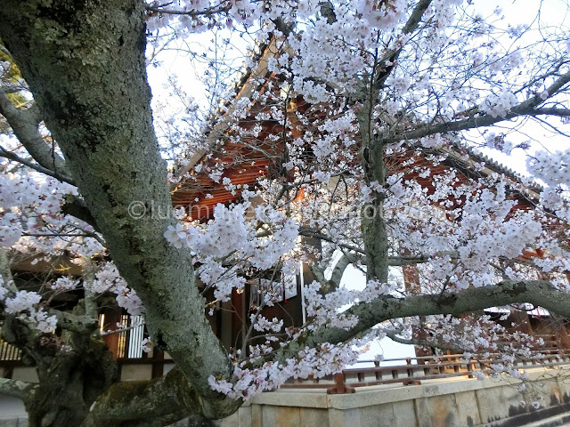 Japan cherry blossoms