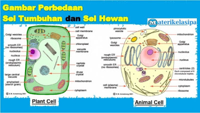 Gambar Perbedaan Sel Tumbuhan dan Sel Hewan Latihan Soal Sistem Organisasi Kehidupan beserta Jawabannya