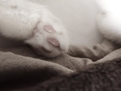 Ammiraglio Parker bunny feet