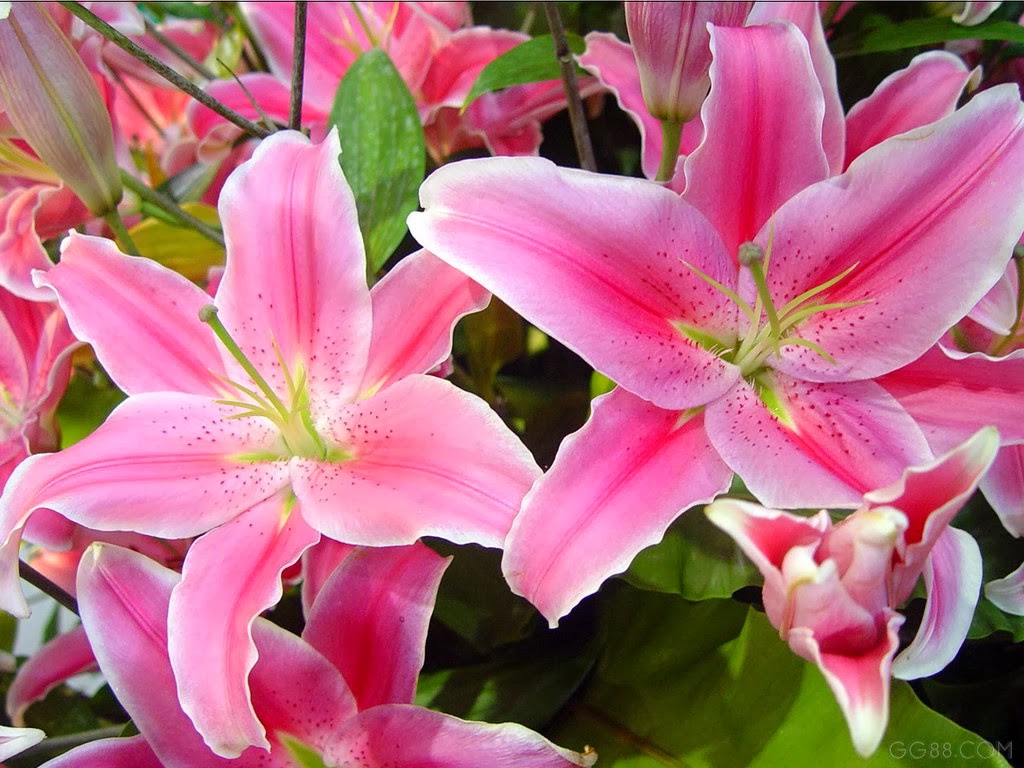  Gambar  Bunga Lily  Pink