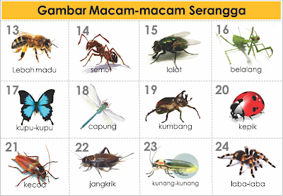 GAMBAR-JENIS & MACAM HEWAN SERANGGA  freewaremini