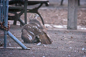 An immature hawk on the ground, mantling prey.