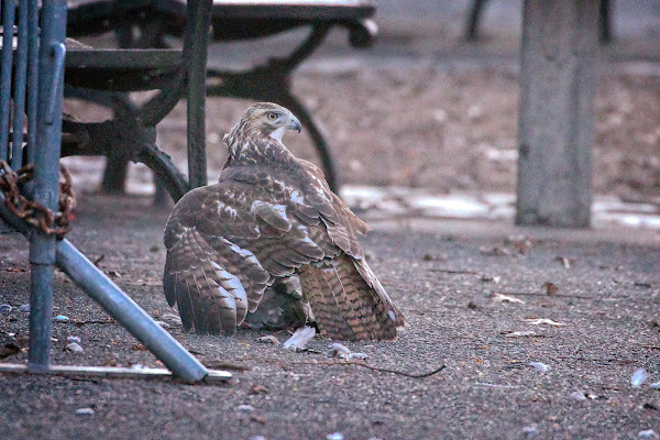 An immature hawk on the ground, mantling prey.