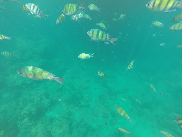 fish underwater maya bay thailand