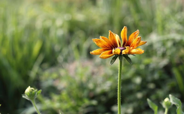 Rudbeckia Hirta Flowers Pictures