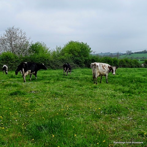 wild flowers and grazing cows