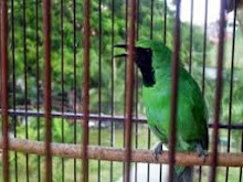 Burung Asli Indonesia yang Semakin Langka