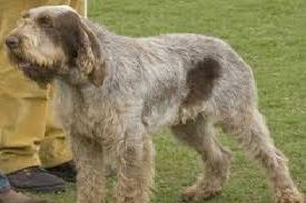 Spinone Italiano