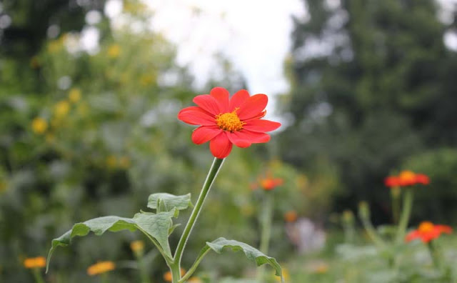 Mexican Sunflower Pictures