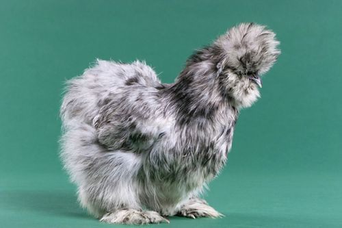 fluffy chicken مریشك