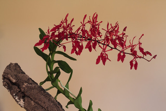 Renanthera storiei