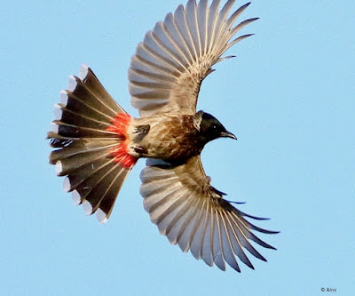 "Red-vented Bulbul - Pycnonotus cafer , resident, in flight showcasinf it lovely plumage and its red vent."