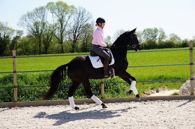 dressage horse, horse riding, equestrian, amanda renouard, flat work, schooling, canter