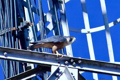 "light. Alt Text: Majestic Peregrine Falcon (Shaheen) perched atop a tower, its keen eyes gauging the surroundings, poised to make a dash, expressing strength and grace in a moment of stillness."