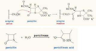 Penisilin