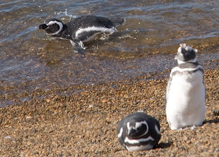 Llegada de Pingüinos a la costa de Chubut Patagonia Argentina