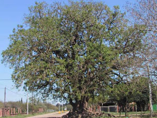 ombu Phytolacca dioica