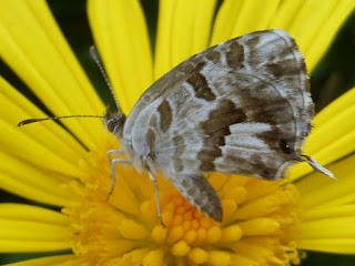 Cacyreus marshalii