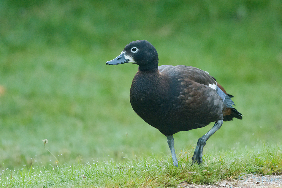 Paradiisipart, Tadorna variegata, Putangitangi, Paradise Shelduck, part