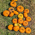 The Quintessential Pumpkin Harvest at Home for Birthday !!!