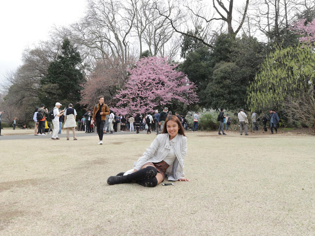 Tokyo Cherry Blossoms