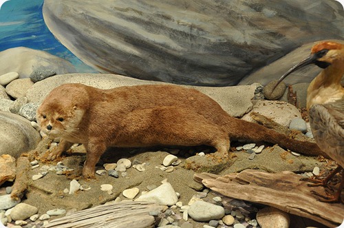 parco nazionale los alerces Lontra_provocax