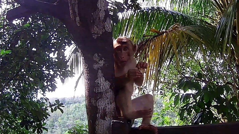 Monyet di Panorama Alam AS Melawi