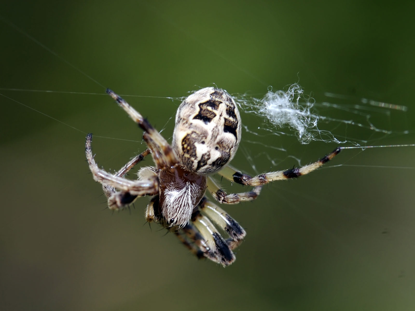 Barn Spider Wallpapers Pets Cute And Docile HD Wallpapers Download Free Map Images Wallpaper [wallpaper684.blogspot.com]