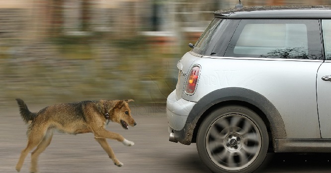 Fixing Your Dog's Habit of Chasing Moving Vehicles