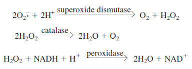 Superoxide radical and hydrogen peroxide