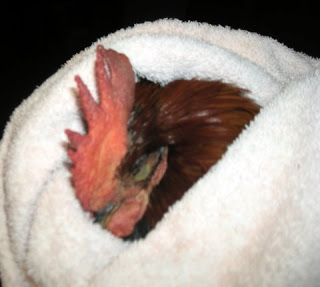 bantam rooster, La Ceiba,Honduras