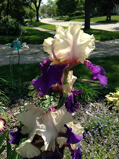 Michigan Iris