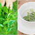 Benefits of Basil Leaves For Men And Women Plus How to Treat It