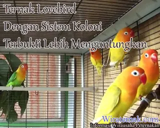 beternak love bird