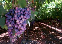 1088480_grapes