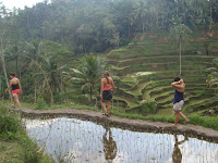 Rice Terrace Tegallalang