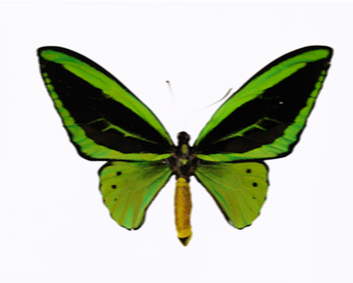 animated butterfly clipart. Butterfly Animated Clipart