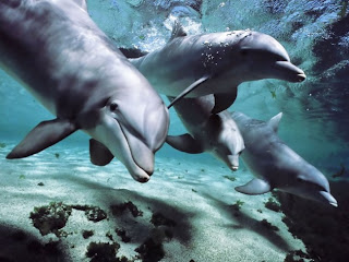 The Dark Secrets of Dolphins