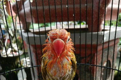 Terapi MKMK dan Sayur Rica-Rica Agar Lovebird Lebih Rajin Ngekek Panjang